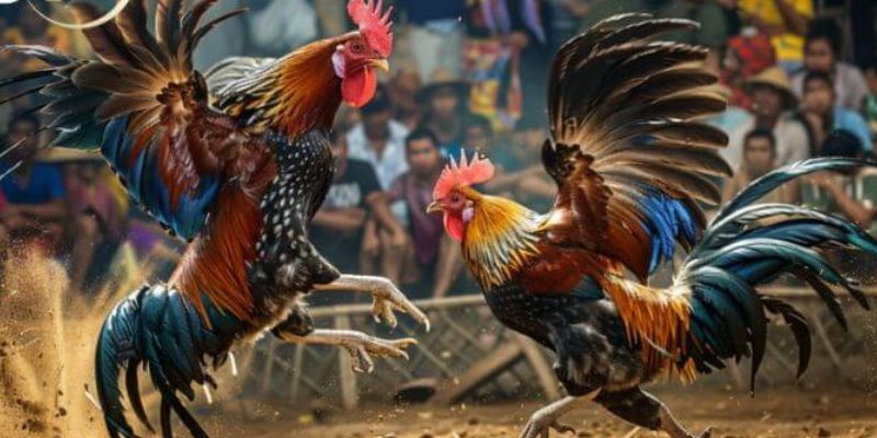 Bí kíp đá gà 23Win luôn thắng Bí kíp đá gà 23Win luôn thắng