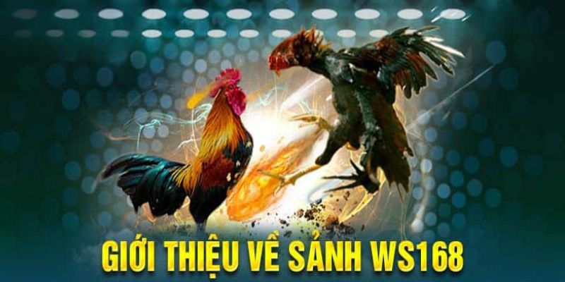 Cơ bản thông tin về sảnh đá gà WS168 Cơ bản thông tin về sảnh đá gà WS168